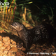 Illustration for article titled Monday Mustelid - Hydrictis maculicollis Edition